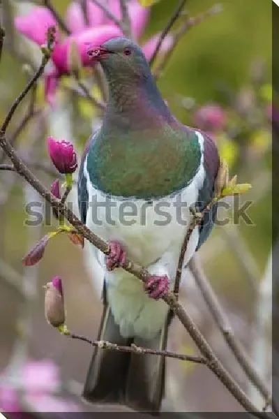 Постер Вяхирь или дикий лесной голубь на ветке цветущей розовой магнолии