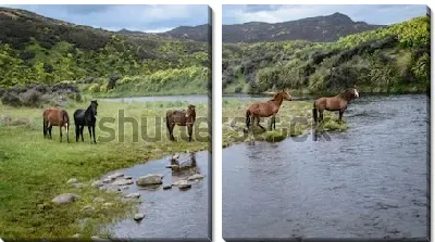Модульная картина Прекрасный пейзаж с дикими лошадями на берегу горной реки на фоне зелёных холмов, лесов и гор (Новая Зеландия)