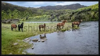 Прекрасный пейзаж с дикими лошадями на берегу горной реки на фоне зелёных холмов, лесов и гор (Новая Зеландия)