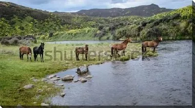 Прекрасный пейзаж с дикими лошадями на берегу горной реки на фоне зелёных холмов, лесов и гор (Новая Зеландия)