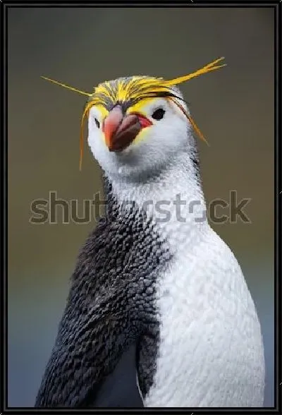 Картина Выразительный портрет хохлатого златовласого пингвина