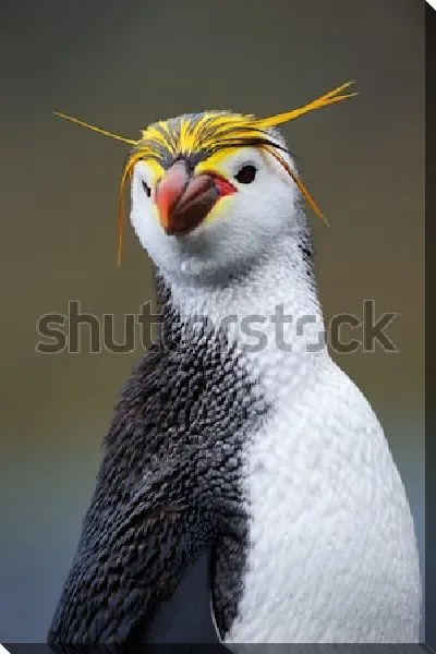Постер Выразительный портрет хохлатого златовласого пингвина
