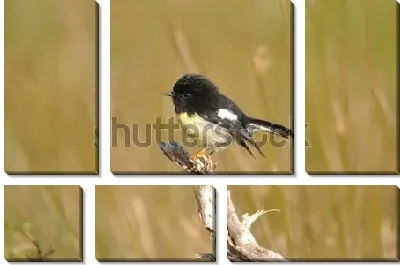 Модульная картина Маорийская петроика на сухой ветке в поле - новозеландская певчая птица
