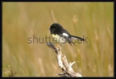 Маорийская петроика на сухой ветке в поле - новозеландская певчая птица
