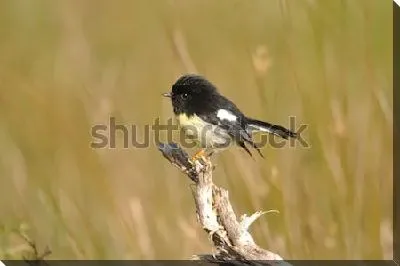 Маорийская петроика на сухой ветке в поле - новозеландская певчая птица