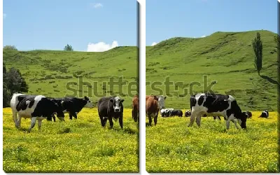 Модульная картина Пасторальный пейзаж с пасущимися на цветущем лугу коровами на фоне зелёных холмов