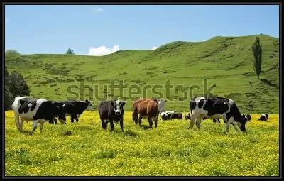 Картина Пасторальный пейзаж с пасущимися на цветущем лугу коровами на фоне зелёных холмов