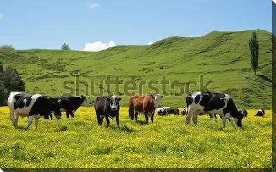 Постер Пасторальный пейзаж с пасущимися на цветущем лугу коровами на фоне зелёных холмов
