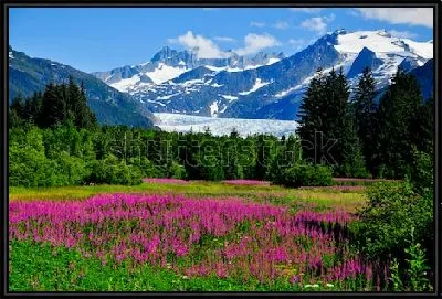 Прекрасный пейзаж цветущей долины Менденхолл с видом за заснеженные горы и высокий хвойный лес (Аляска)