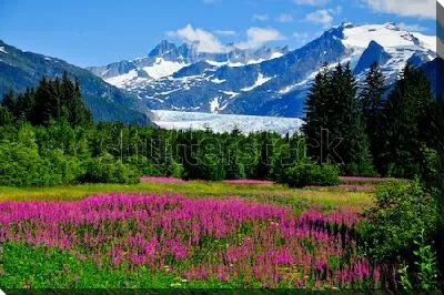 Прекрасный пейзаж цветущей долины Менденхолл с видом за заснеженные горы и высокий хвойный лес (Аляска)