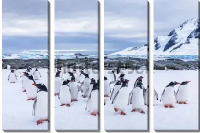 Модульная картина Группа любопытных пингвинов на льдине в Антарктике на фоне скал и ледника