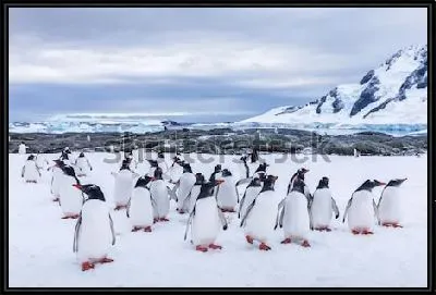 Группа любопытных пингвинов на льдине в Антарктике на фоне скал и ледника