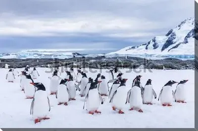 Картина маслом Группа любопытных пингвинов на льдине в Антарктике на фоне скал и ледника