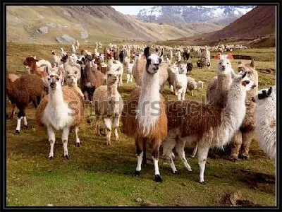 Любознательные ламы и альпаки на фоне горного перуанского пейзажа