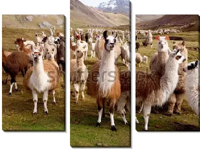 Любознательные ламы и альпаки на фоне горного перуанского пейзажа