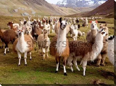 Любознательные ламы и альпаки на фоне горного перуанского пейзажа