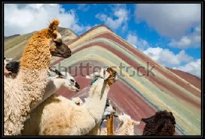 Картина Любознательные ламы на фоне радужной горы Виникунка в Перу