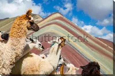 Постер Любознательные ламы на фоне радужной горы Виникунка в Перу