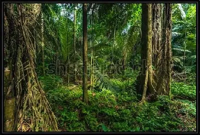 Тропические леса Амазонки в Национальном парке Ману (Перу)