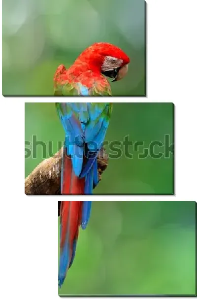 Модульная картина Великолепный красно-зелёный Ара на бревне