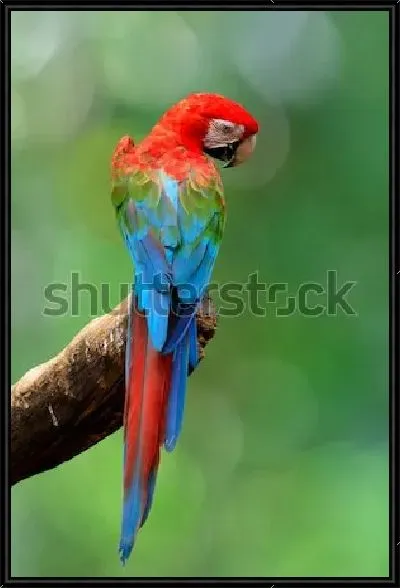 Картина Великолепный красно-зелёный Ара на бревне