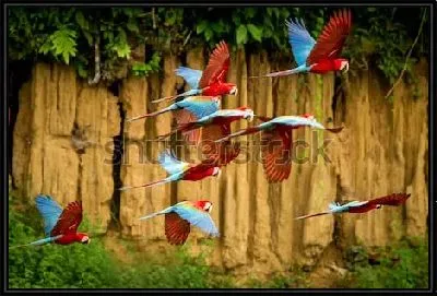 Стая сине-красных попугаев Ара  в полёте