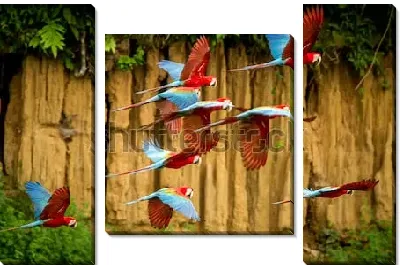 Стая сине-красных попугаев Ара  в полёте