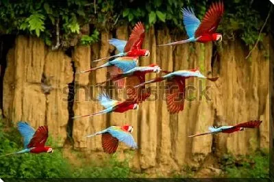 Стая сине-красных попугаев Ара  в полёте