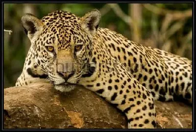 Потрет ягуара с янтарными глазами