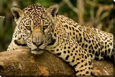 Потрет ягуара с янтарными глазами