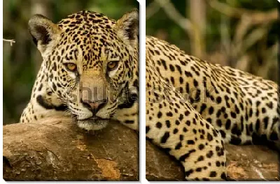 Потрет ягуара с янтарными глазами