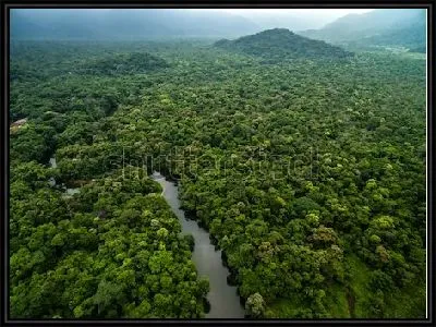 Вечнозелёные непроходимые тропические леса в дымке утреннего тумана (Южная Америка)
