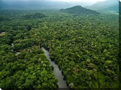 Вечнозелёные непроходимые тропические леса в дымке утреннего тумана (Южная Америка)