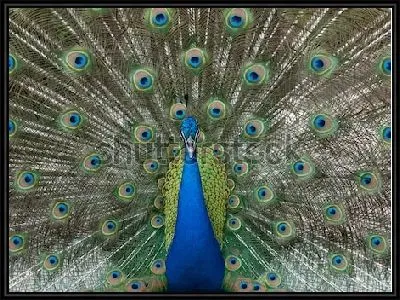 Прекрасный сине-зелёный павлин с раскрытым хвостом