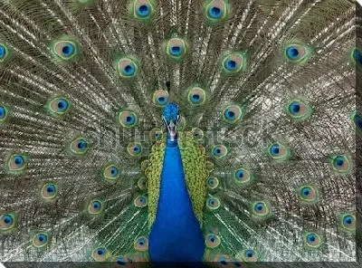 Прекрасный сине-зелёный павлин с раскрытым хвостом