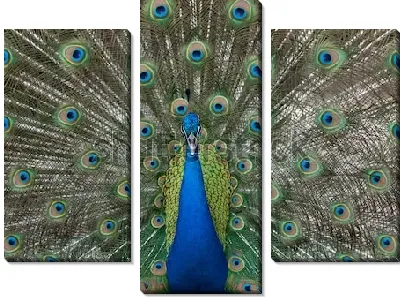 Прекрасный сине-зелёный павлин с раскрытым хвостом