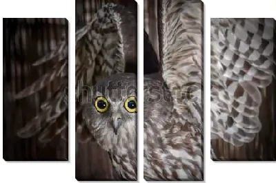 Модульная картина Большеглазая сова с поднятыми крыльями