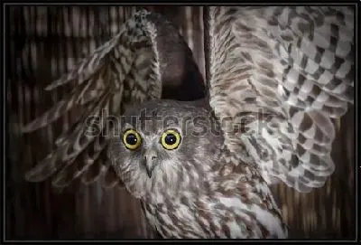 Большеглазая сова с поднятыми крыльями