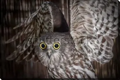 Большеглазая сова с поднятыми крыльями