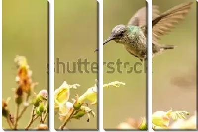 Модульная картина Парящий над цветками зелёно-белый колибри