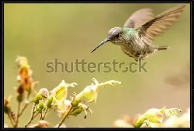 Картина Парящий над цветками зелёно-белый колибри