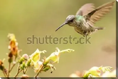 Постер Парящий над цветками зелёно-белый колибри