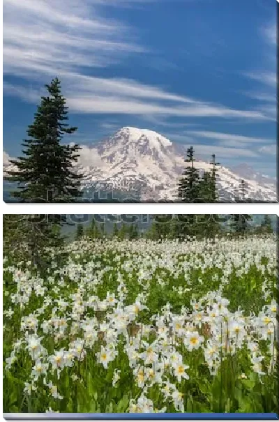 Модульная картина Великолепный пейзаж с видом на снежные вершины горы Рейнир со стороны цветущего луга и хвойного леса в Национальном Парке Маунт-Рейнир (США, штат Вашингтон)