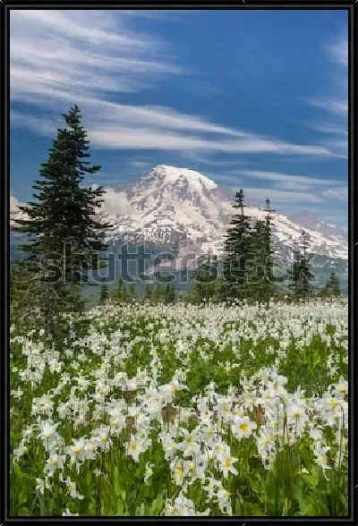 Картина Великолепный пейзаж с видом на снежные вершины горы Рейнир со стороны цветущего луга и хвойного леса в Национальном Парке Маунт-Рейнир (США, штат Вашингтон)
