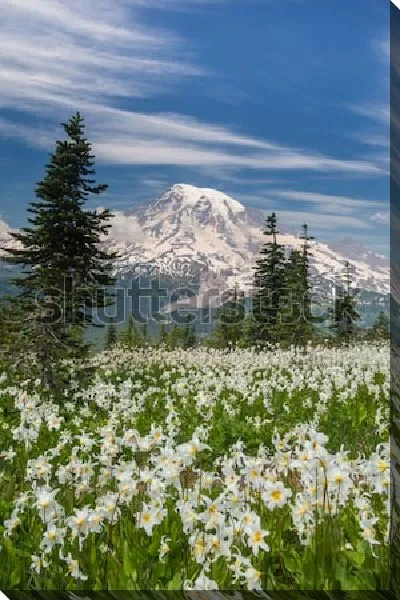 Картина маслом Великолепный пейзаж с видом на снежные вершины горы Рейнир со стороны цветущего луга и хвойного леса в Национальном Парке Маунт-Рейнир (США, штат Вашингтон)
