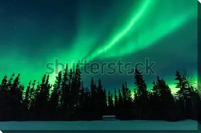 Постер Северное сияние над высоким хвойным лесом