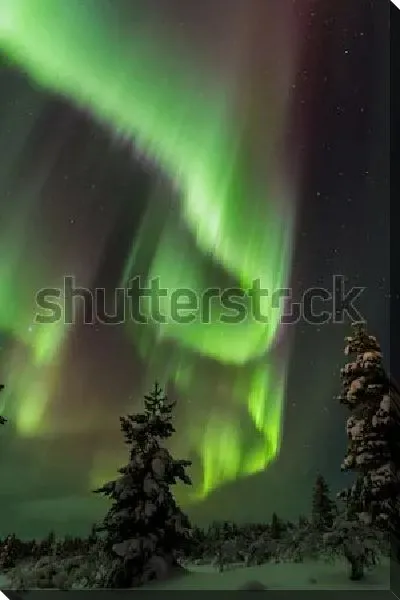 Постер Зрелищное северное сияние в небе над зимним хвойным лесом