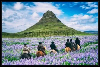 Картина Путешественники на лошадях едут по прекрасному цветущему полю с видом на гору Киркьюфетль (Исландия)