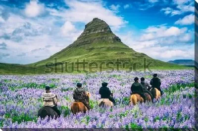 Постер Путешественники на лошадях едут по прекрасному цветущему полю с видом на гору Киркьюфетль (Исландия)