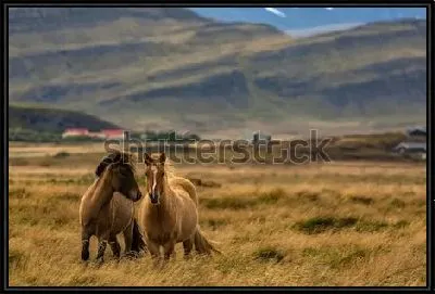 Исландские лошади на фоне живописного осеннего пейзажа